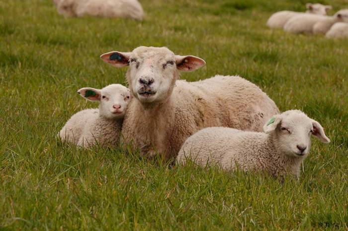 Sauene med lam på beite har fine dager..