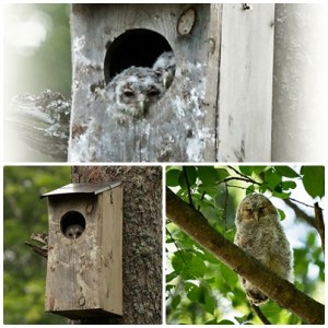 Kattugle i 3 stadier