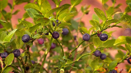 Langvann_Blaaber_MG_14804w
