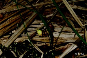 Sankthansorm_DSCF4826w