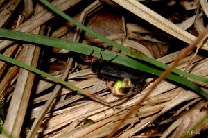 Sankthansorm_DSCF4827w