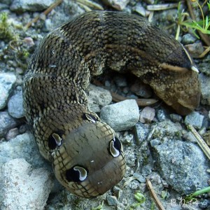 Snabelsvermer_stor_DSCF4879w_1