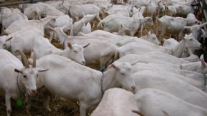 Geit. Foto: Jan E. Thorstein ©