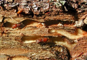 Granbarkbiller i gangsystem. Foto: Bjørn Økland, Skog og landskap