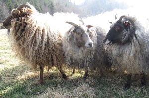 Villsau.  Foto: Jan E. Thorstein ©