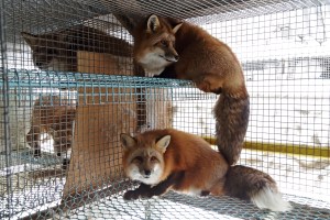 Gullrever 2012 © Dyrevernalliansen-Iselin Linstad Hauge