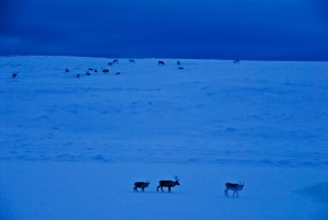 Illustrasjonsbilde, Reinsdyr i fjellet, Foto: Jan E. Thorstein