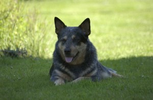 Kela - Australsk Cattledog  foto: Ellinor Dalen Thorstein