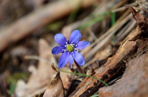 Blåveis 20.02. 2015 025