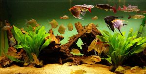 Akvariefisk. Foto: Ellinor Dalen Thorstein