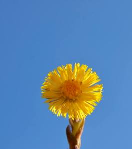 11043060_361816070672518_4056778477949640712_n