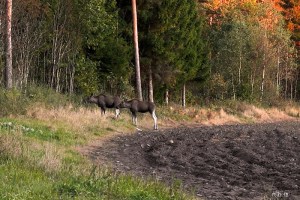 Elg_Brunlanes_Røsserø_ MG_9337W