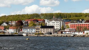 Grønn_bøkeskog_bokes_mg_17742w