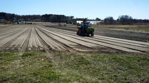 Knaskerøttene er i jorda. Foto: Tor Fuglestein