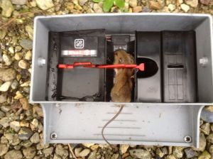 Fellene gir operatøren beskjed om fangst. (Foto: Anticimex)