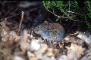 Denne vil vi helst ikke ha inn i huset (Foto: Bayer Garden).