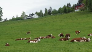 Gardsbruk_kuer_800_DSC03952