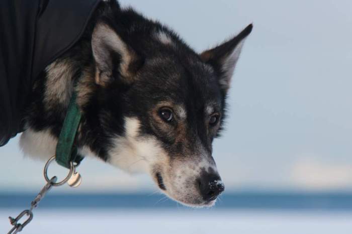 Svalbard_ill_hund Foto Elin M. Lien Sysselmannen på Svalbard