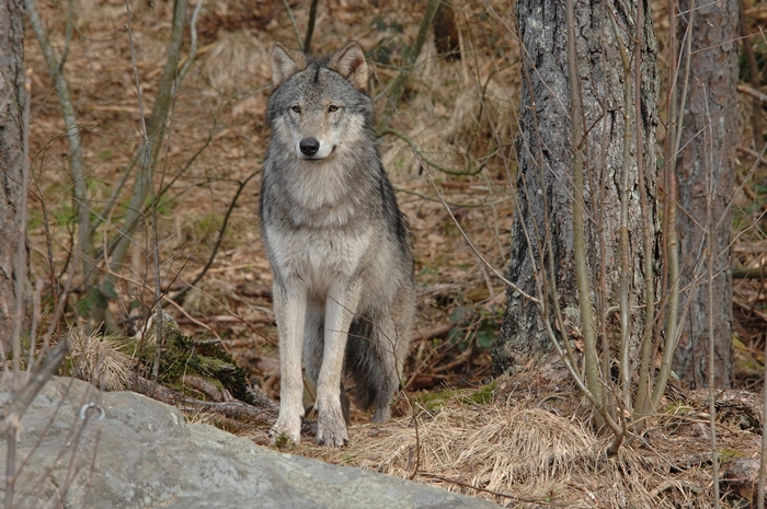 Ulv_D2X_2945_red_700