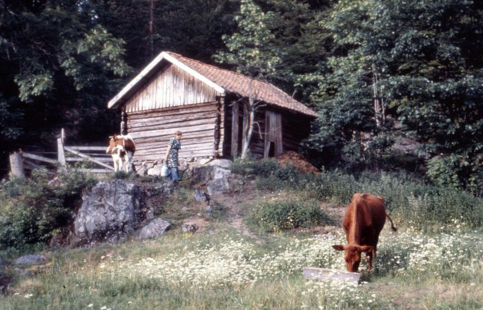 Sommerfjøs Nedre Ono
  *** Local Caption ***