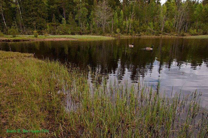 Svartangen_Langs vannet 3