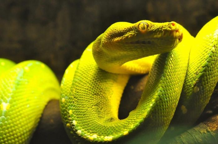 Reptiler_4c75d26b-e5f6-4e3b-82b6-cee7b3666e9d