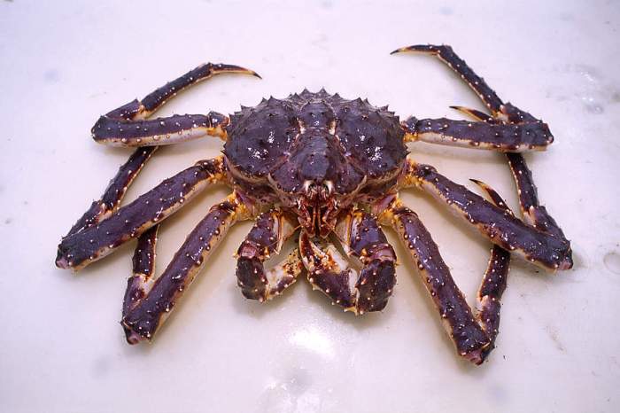 kongekrabbe_64267