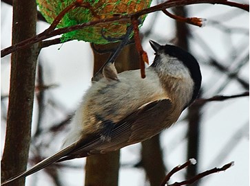 fugl-paa-meisebolle-640x480