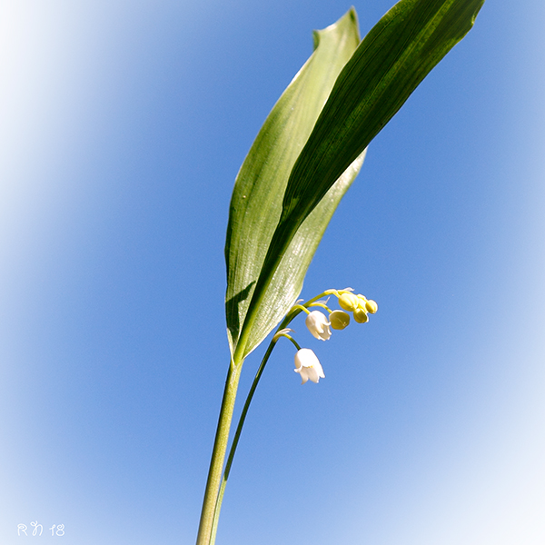 liljekonv_mg_24489_w