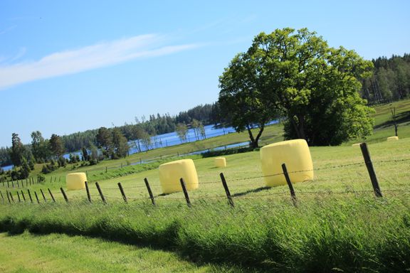 Gule rundballer 2018